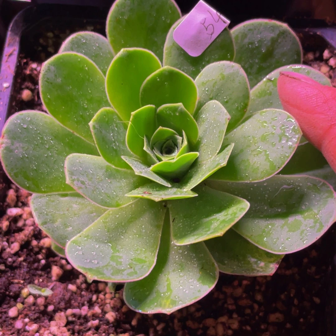 大*咒天香54多肉植物花卉