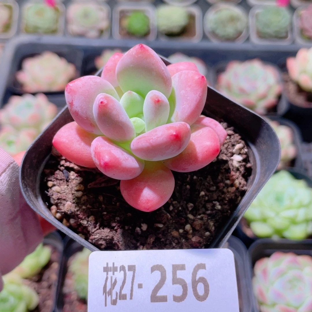 花利美27-256洛神