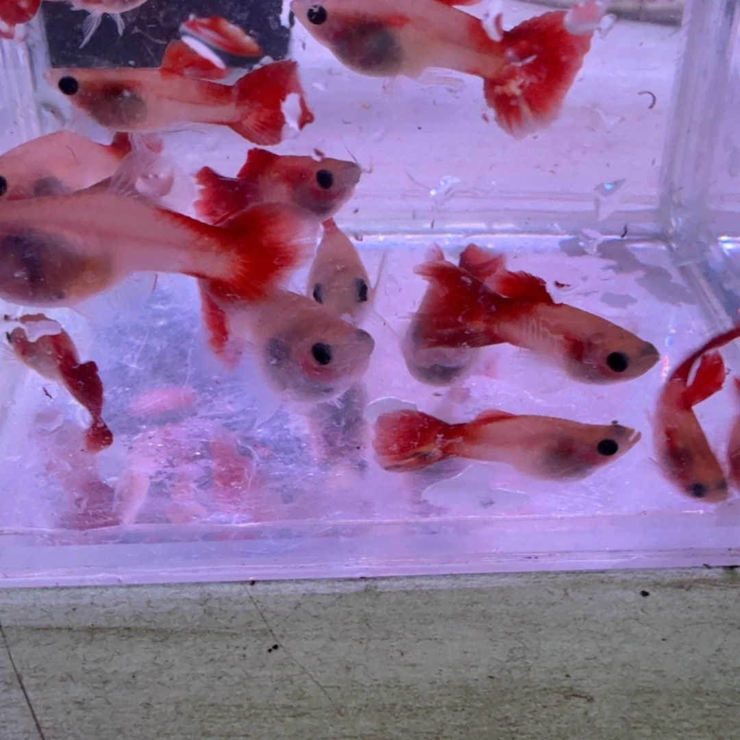 3不分公母淡水琉璃玻璃猫3对2.5厘米左右