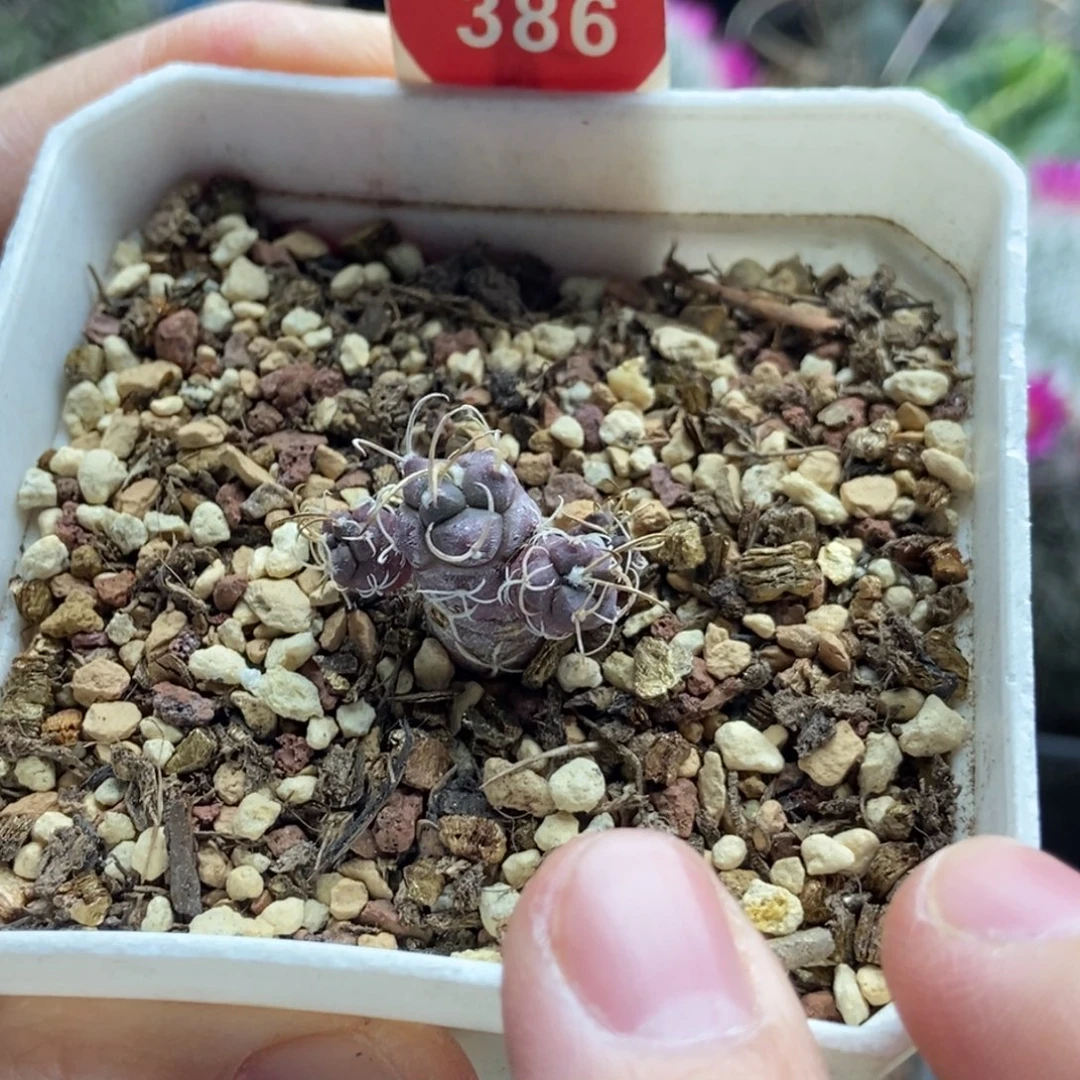 实生牙城丸娇丽群一颗