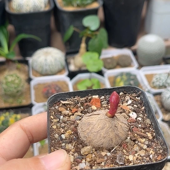 无花朵玫瑰大戟实生3.1cm