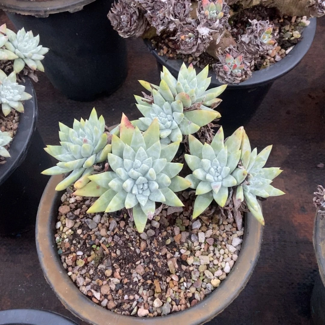宽叶法瑞脸多肉植物