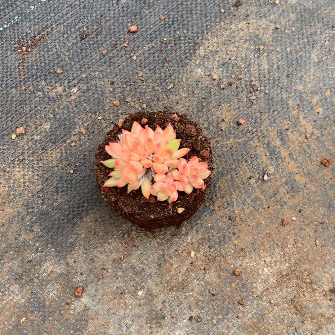 小***刺那就是我们最想的那种幸福