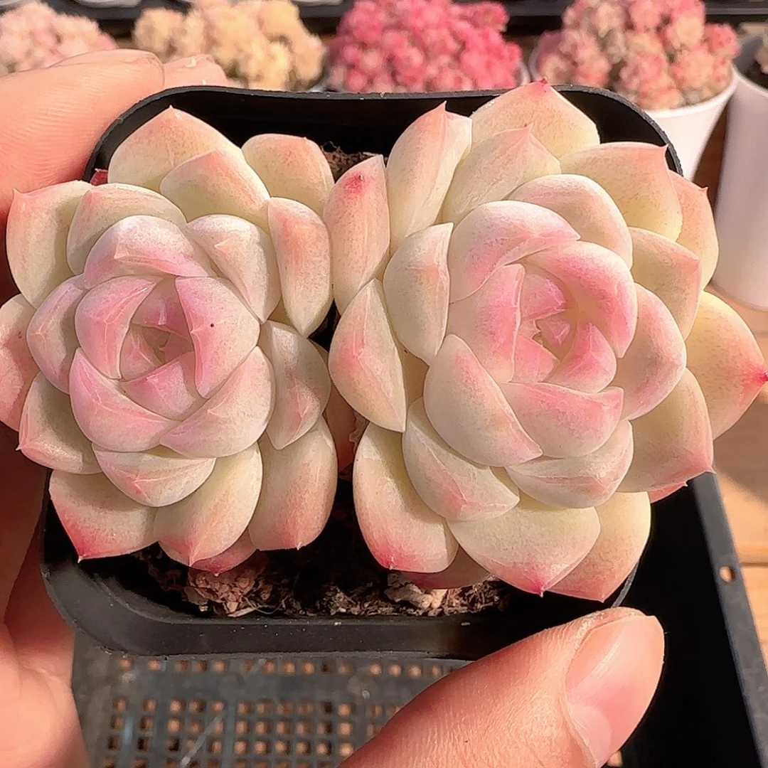 多肉1214-189月影糖心