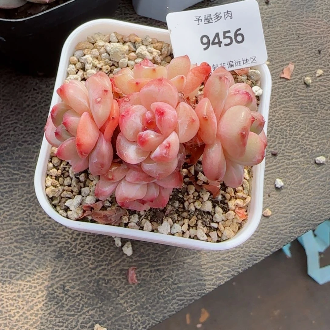 冰魄群，9456多肉