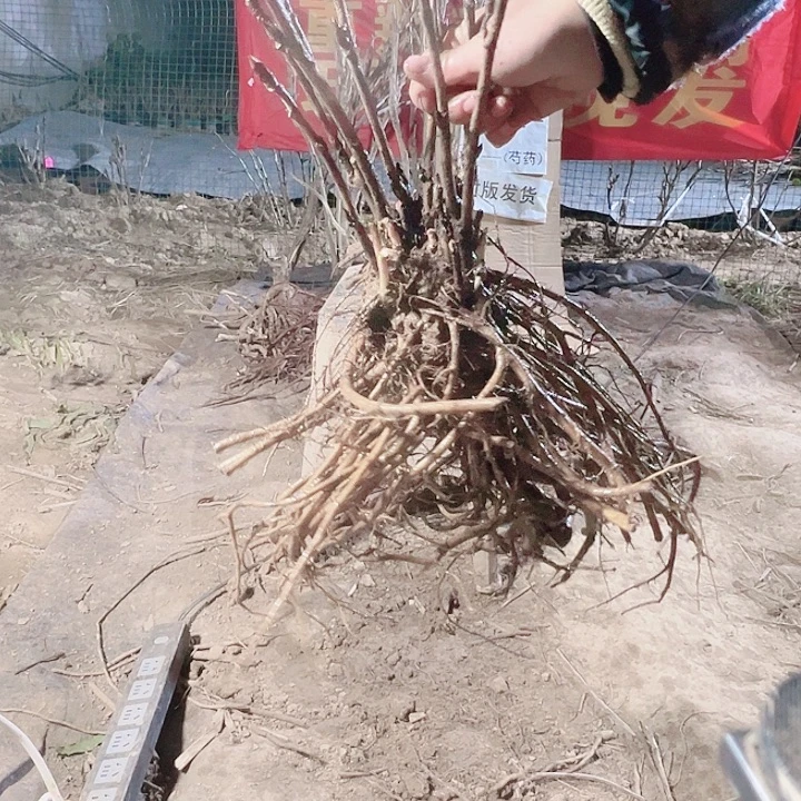 当前无花栽培后可以开花赛墨莲