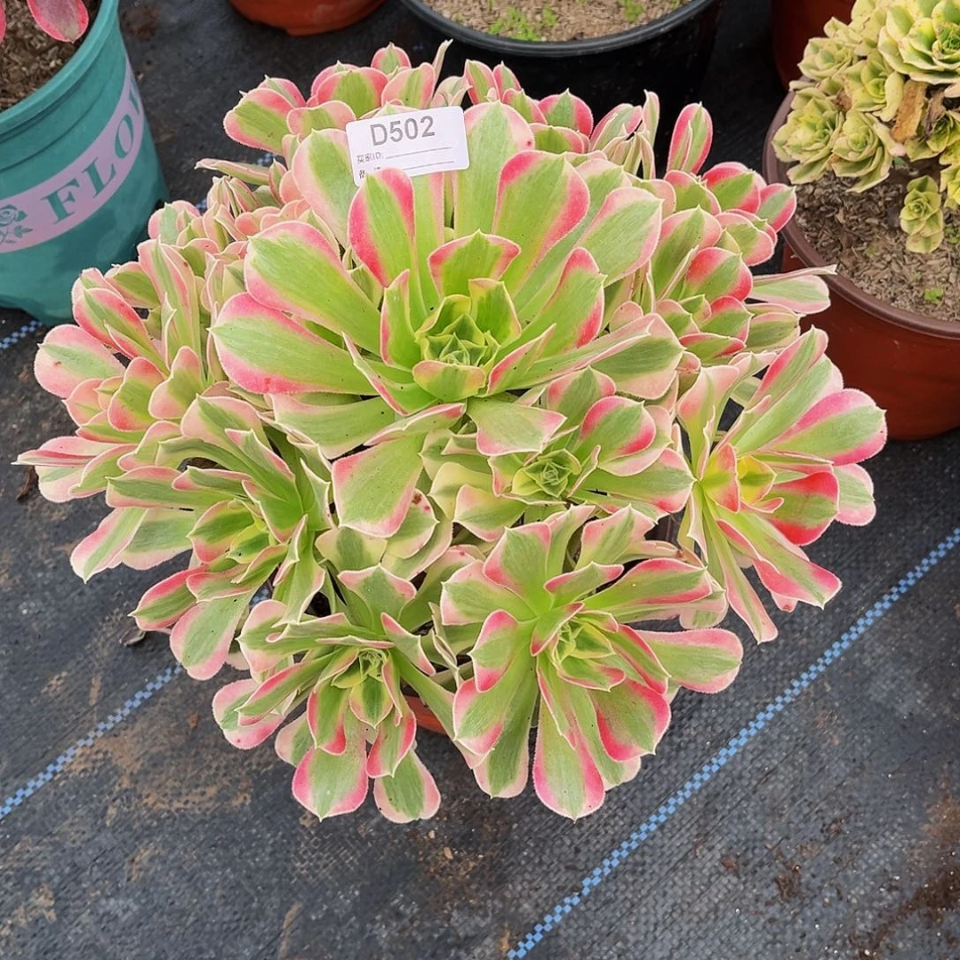 多肉植物502粉水晶