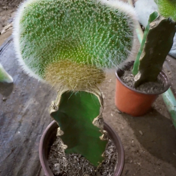 用***成无花朵九尾狐缀化27