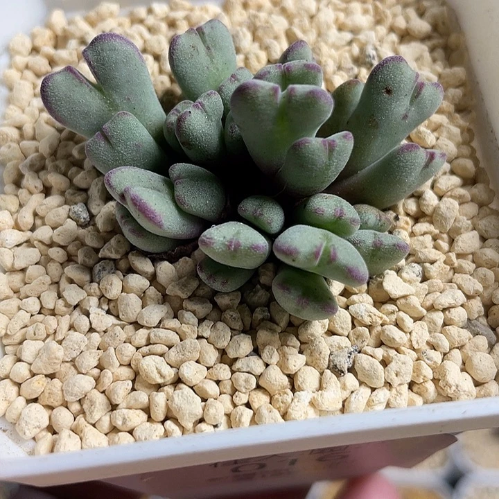 佳人园艺多肉生石花斑马016