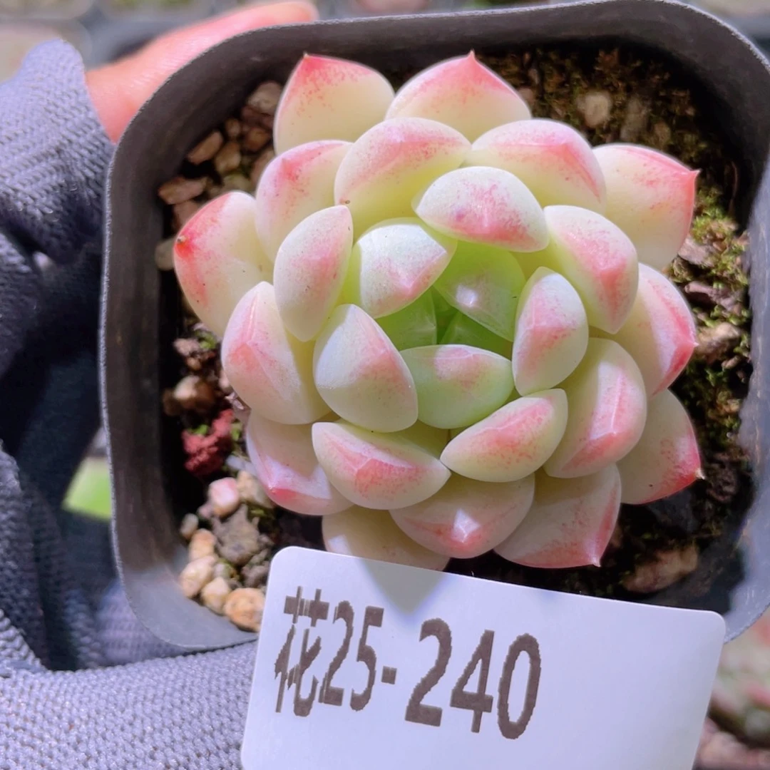 花利美25-240明月心