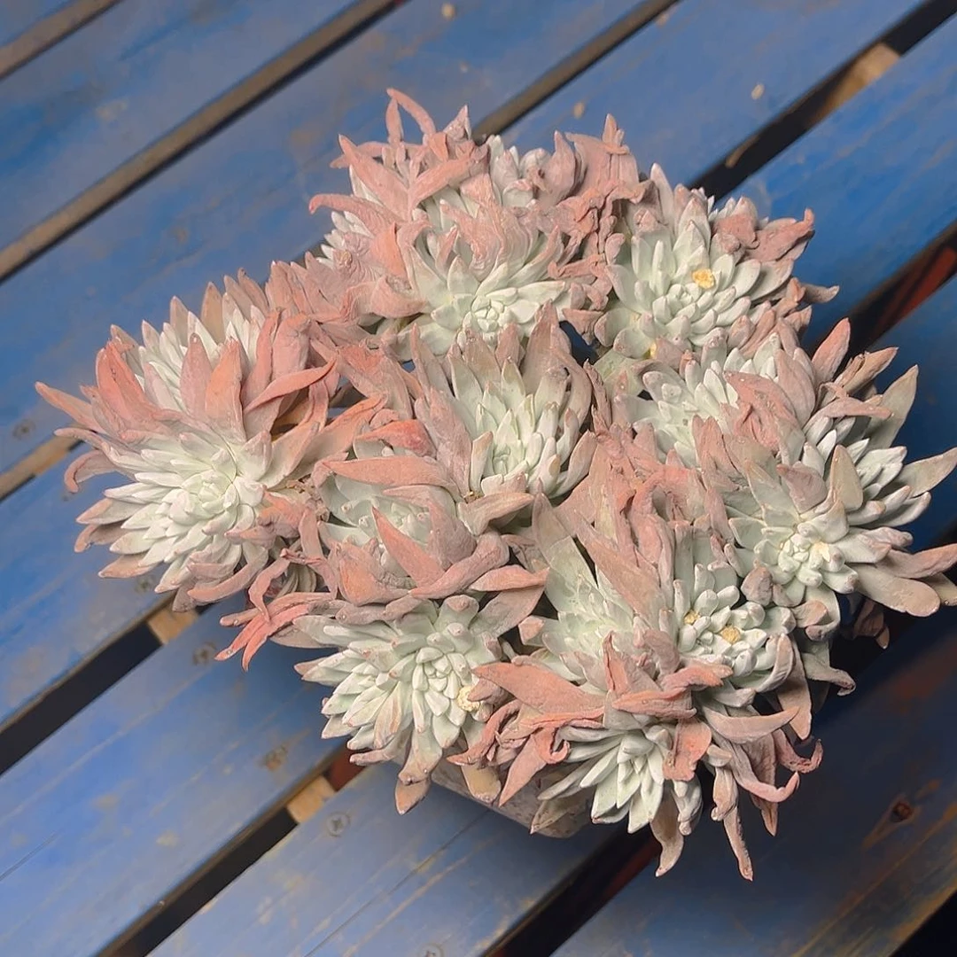 清*刘丹杂老桩多头群生