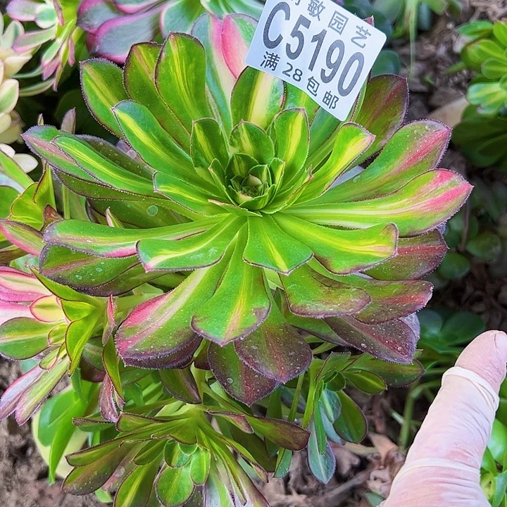 爱马仕中斑多肉植物法师5190