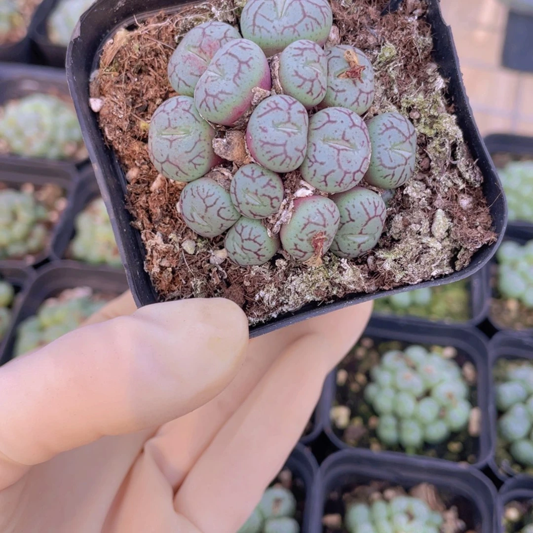 一盒猴脸88888888888