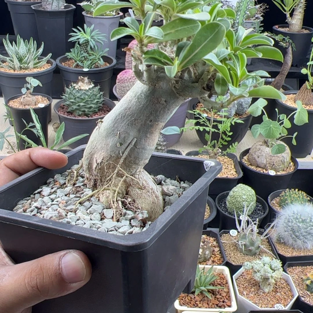 哥斯拉沙漠玫瑰一物一拍带盆发