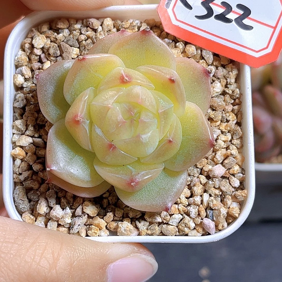 K322 新品珍妮 满18包邮