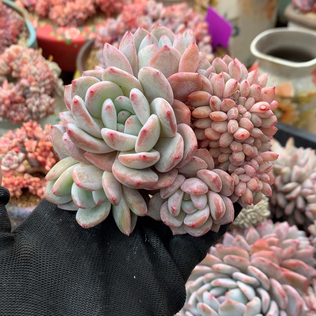 A431售后范围：签收起7天内，录开箱视频