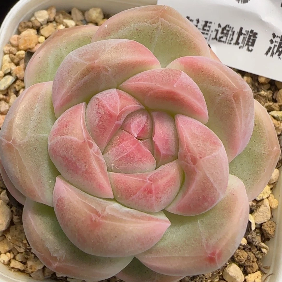 花语逸镜0219-426