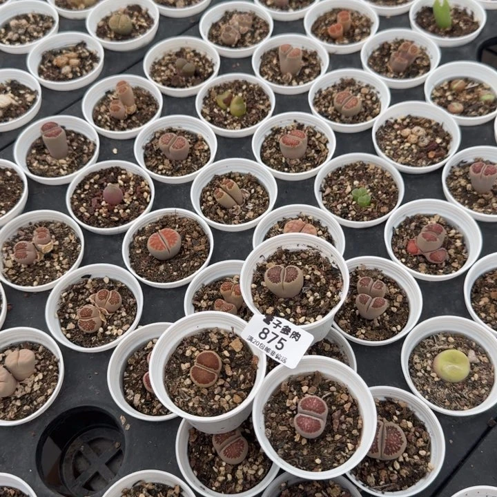 875三颗菊带盆发货