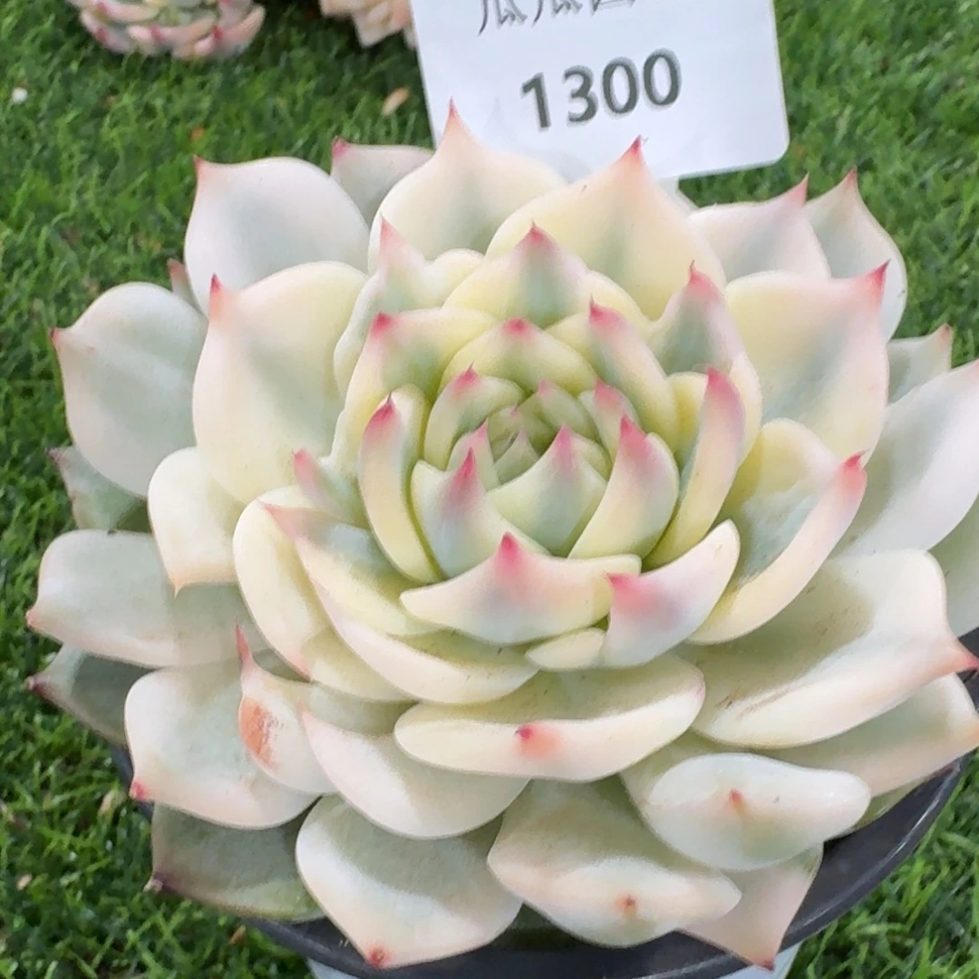 1300吉娃娃锦多肉植物的