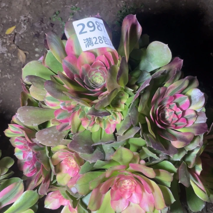 霞*2987一号棚雅典娜C