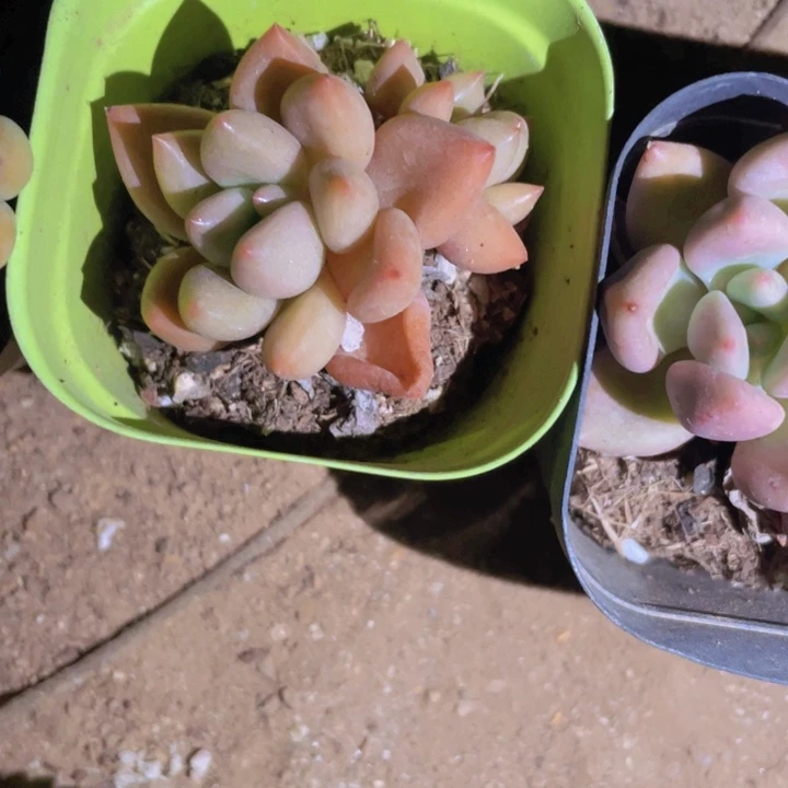不***水精品框子里第28颗