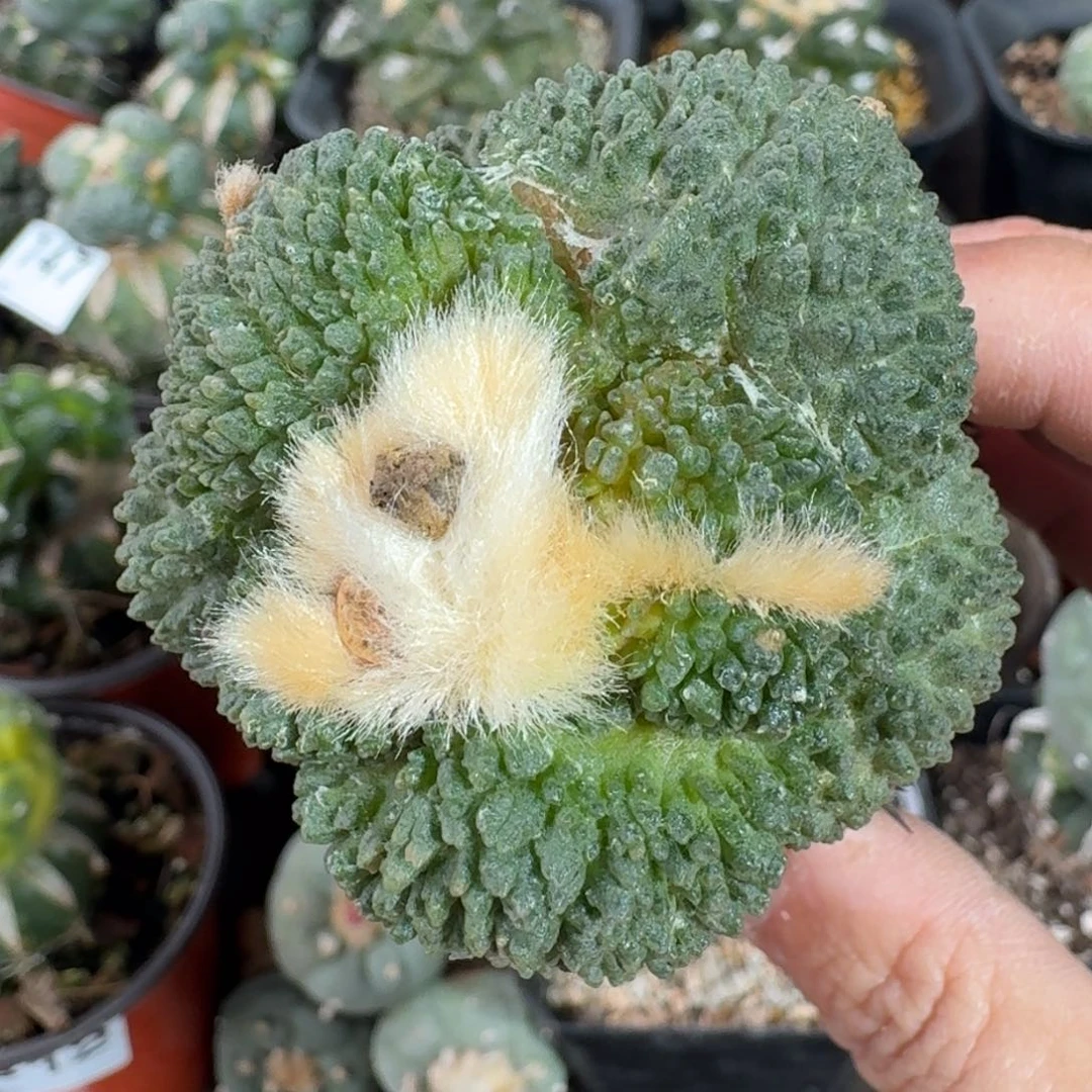 【闪购商品】大尤哥斯拉825