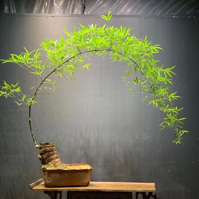 小叶簕竹室内办公室桌面绿植花卉易活好养客厅懒人小盆栽上档次新