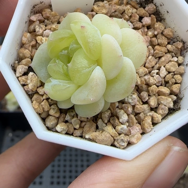 100号cf胖表妹晗雨多肉