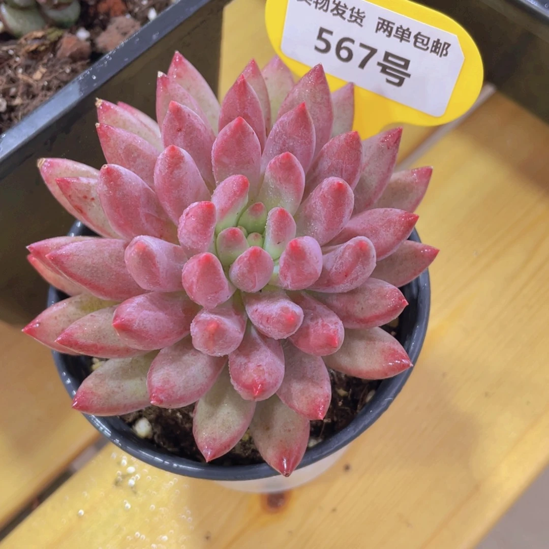 567号 大单头虞美人精品
