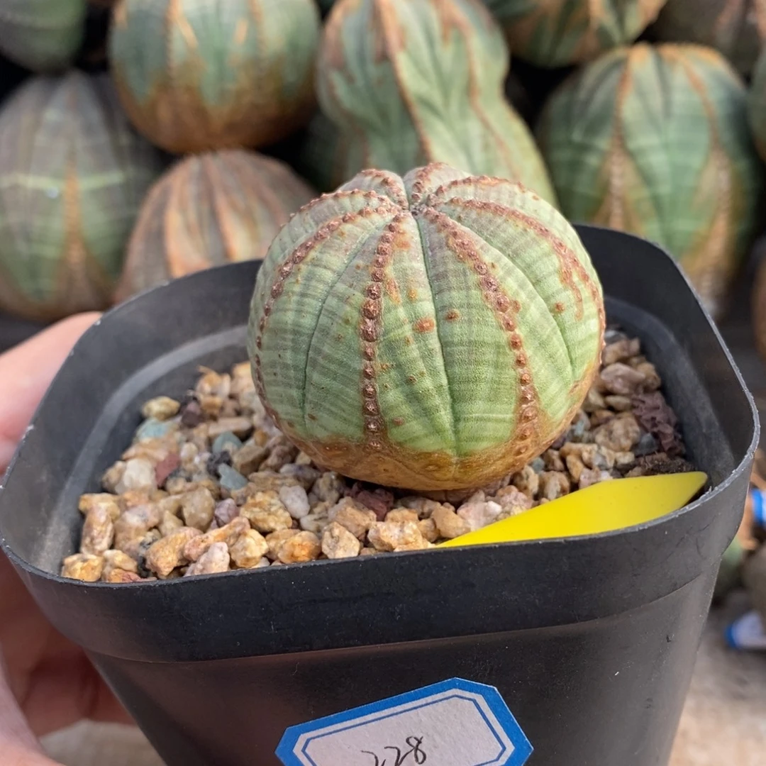 14 欧系实生布纹球多肉植物