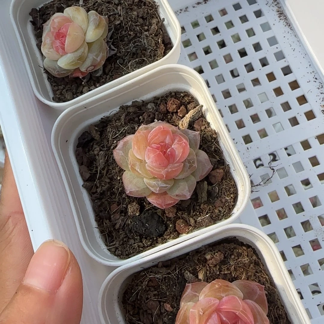 风花雪月三颗一组