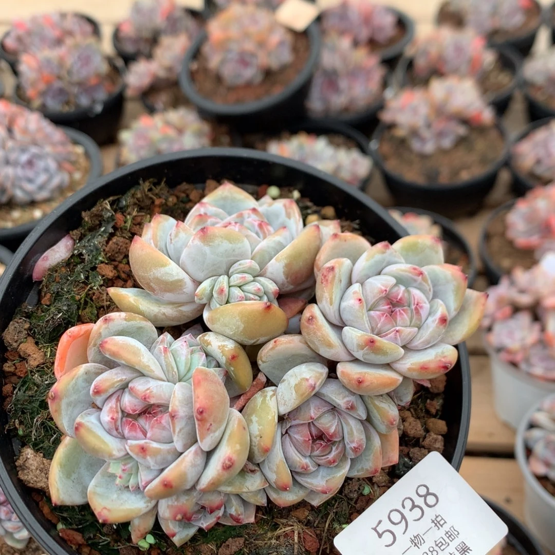 12厘米八头油脸暗纹石榴籽 无砍 5938