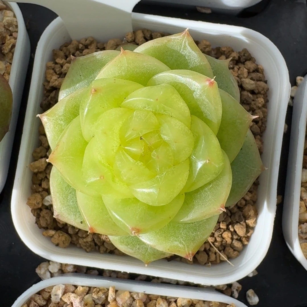 0927-105-星芒单头
