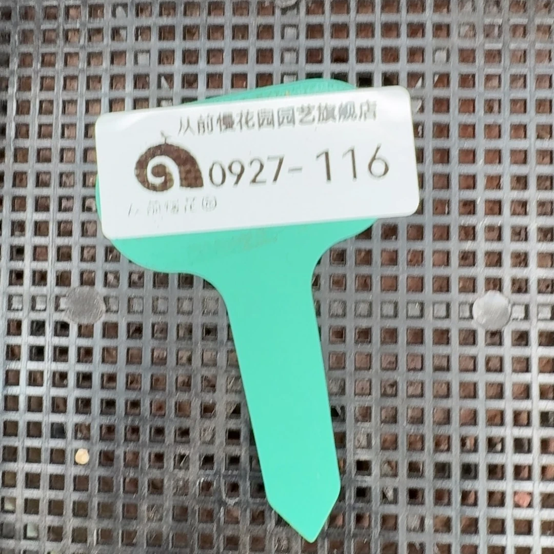 从前慢多肉精选编号0927.116