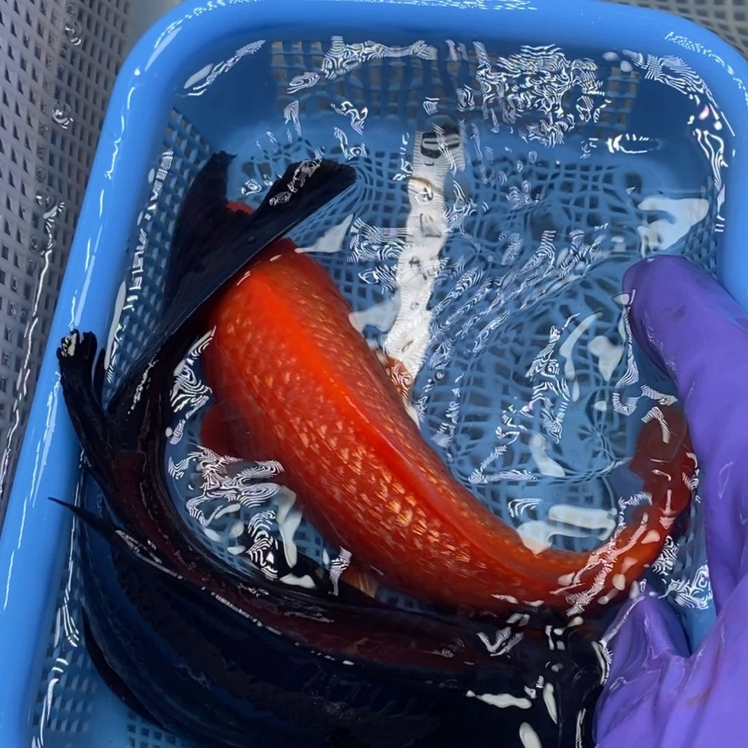 锦鲤冷水锦鲤包邮