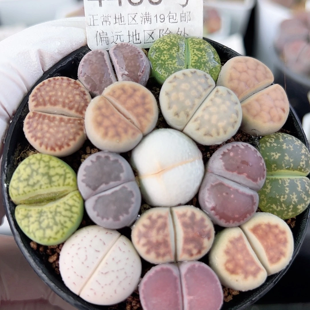 4450 好养易活生石花大母本