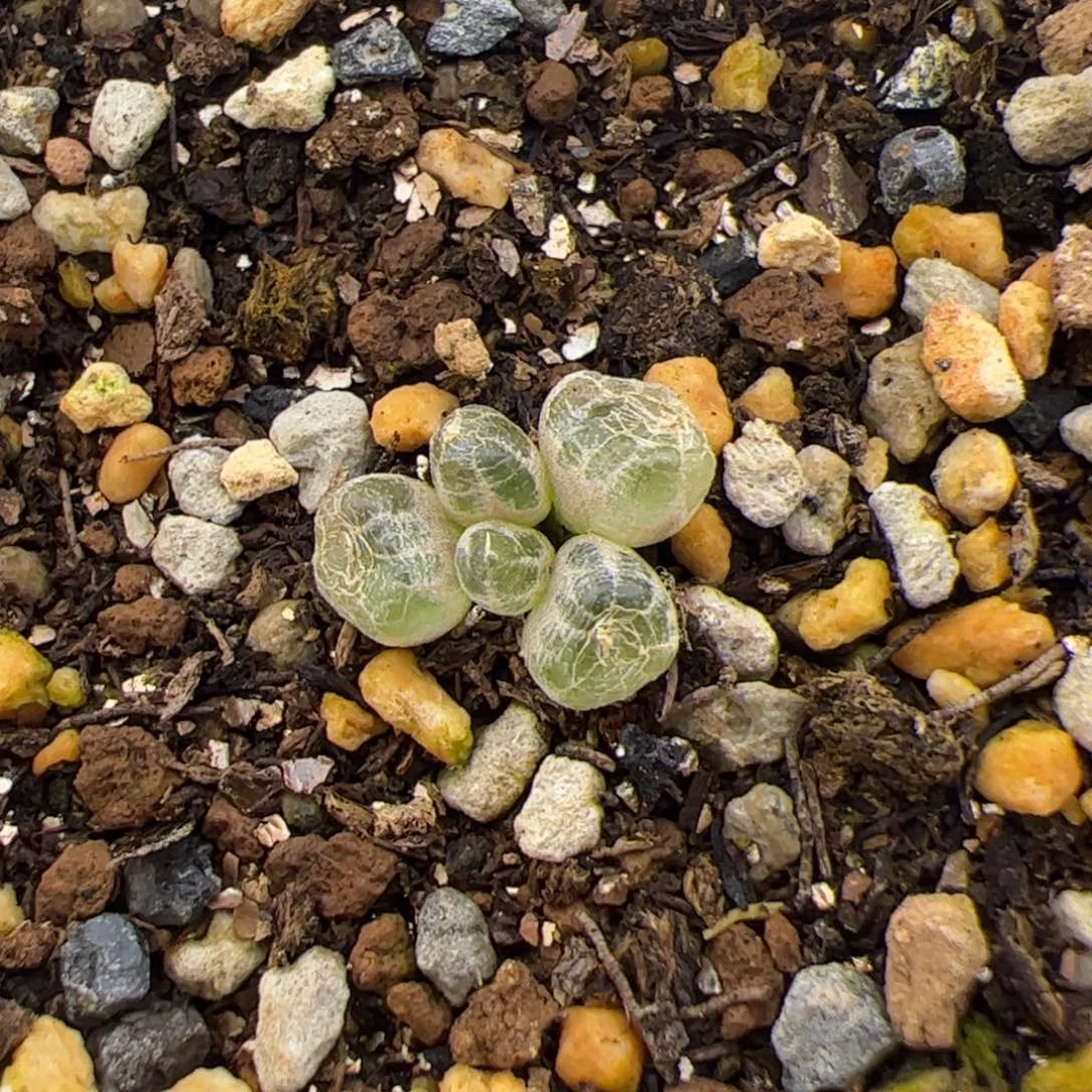 211号洛丽塔2,26多肉