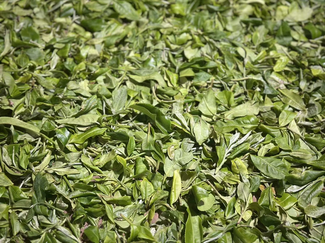 【昔归老寨45号】通用链接 精选高品质 普洱茶