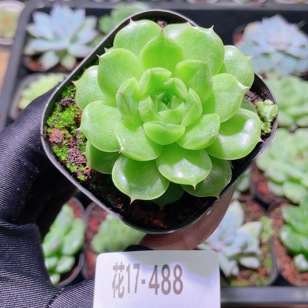 花利美17-488麦秆