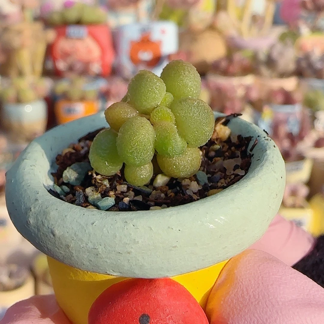 小银之卵 盆口2cm