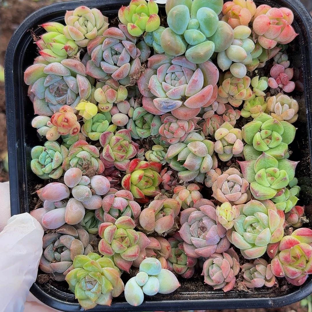 多肉植物多肉植物970