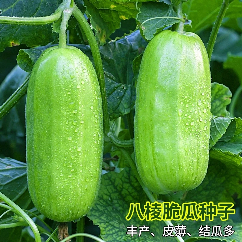 八棱脆瓜种子早熟香酥菜瓜烧瓜生吃无糖黄河脆一窝猴蔬菜种子籽孑