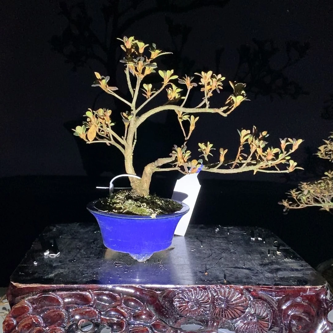 红陶好*子杜鹃花，天星之舞