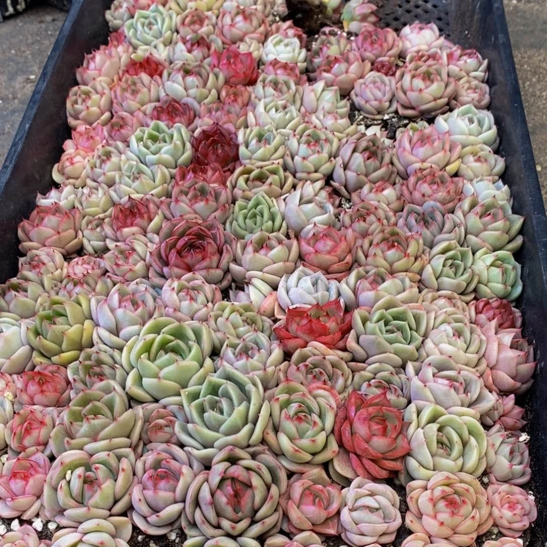 h****h382多肉植物保护研究所所长助理