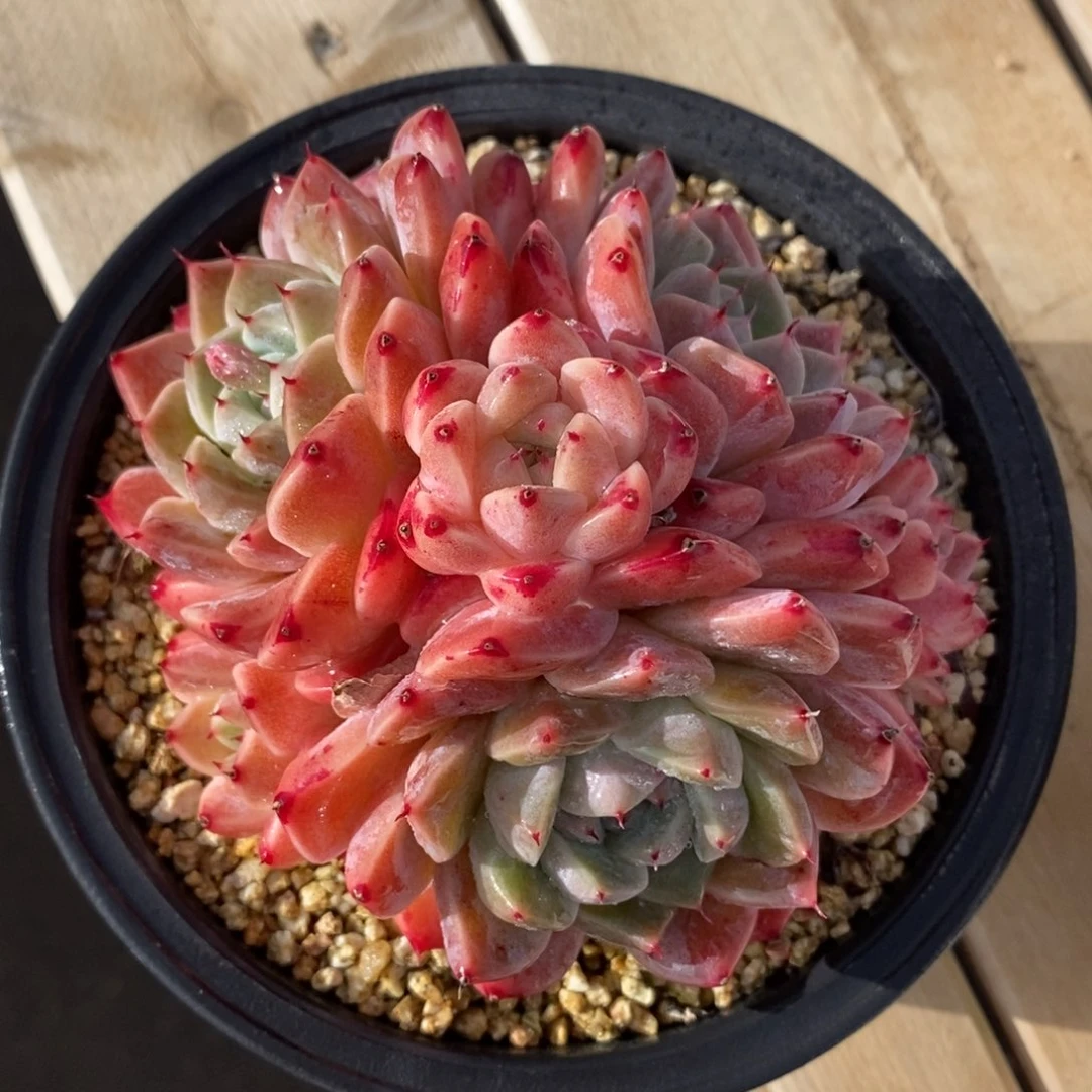 自助下单一物一拍多肉，下滑更多品种选择