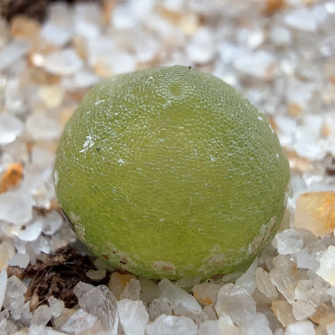 1.17.25/3年哈莫灯泡0.9厘米