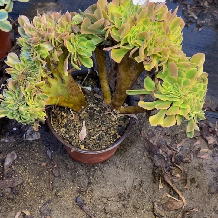 洛神多肉断头不包4250