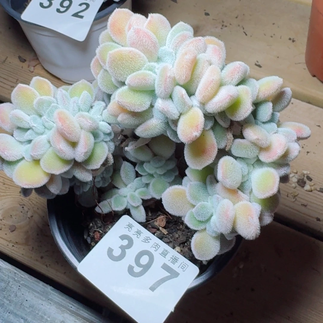 当***归雪晃星缀化      愿你一路坦途，乘风破浪展宏图