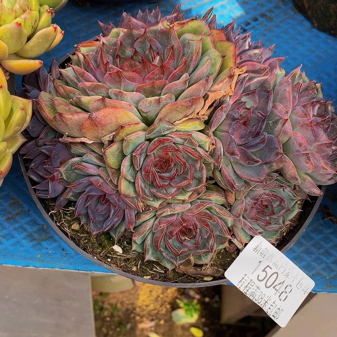 牛***嫂蓝色妖姬15048多肉多肉