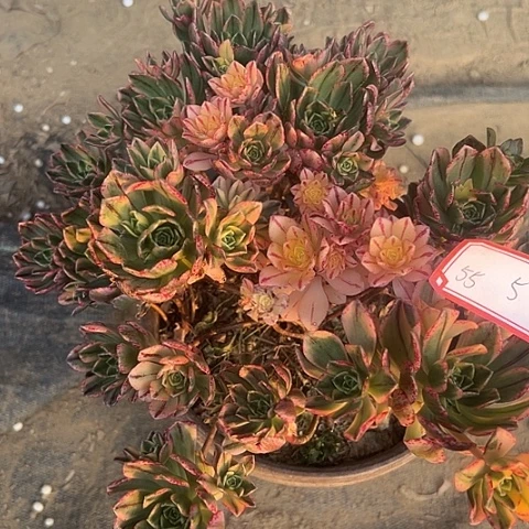 多肉植物甜茶55号